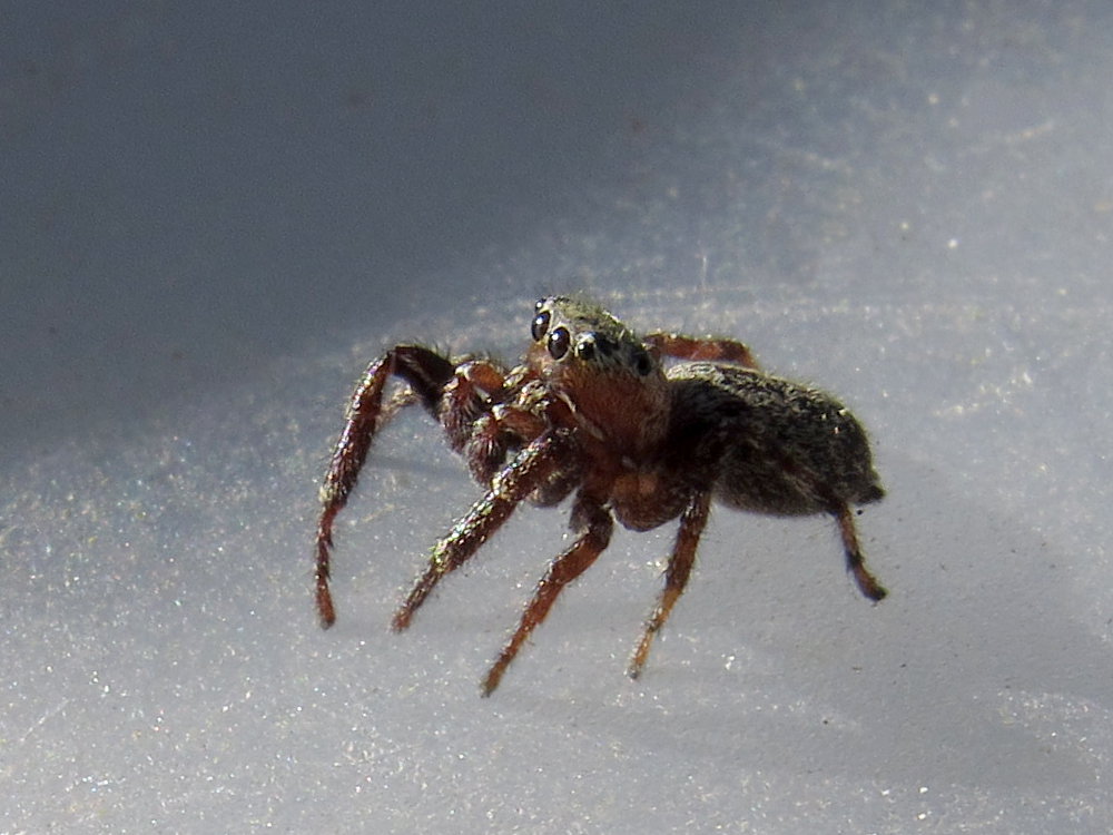 Dendryphantes rudis Mâle